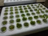 Picture of Kratky Foam Box