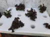 Picture of Kratky Foam Box